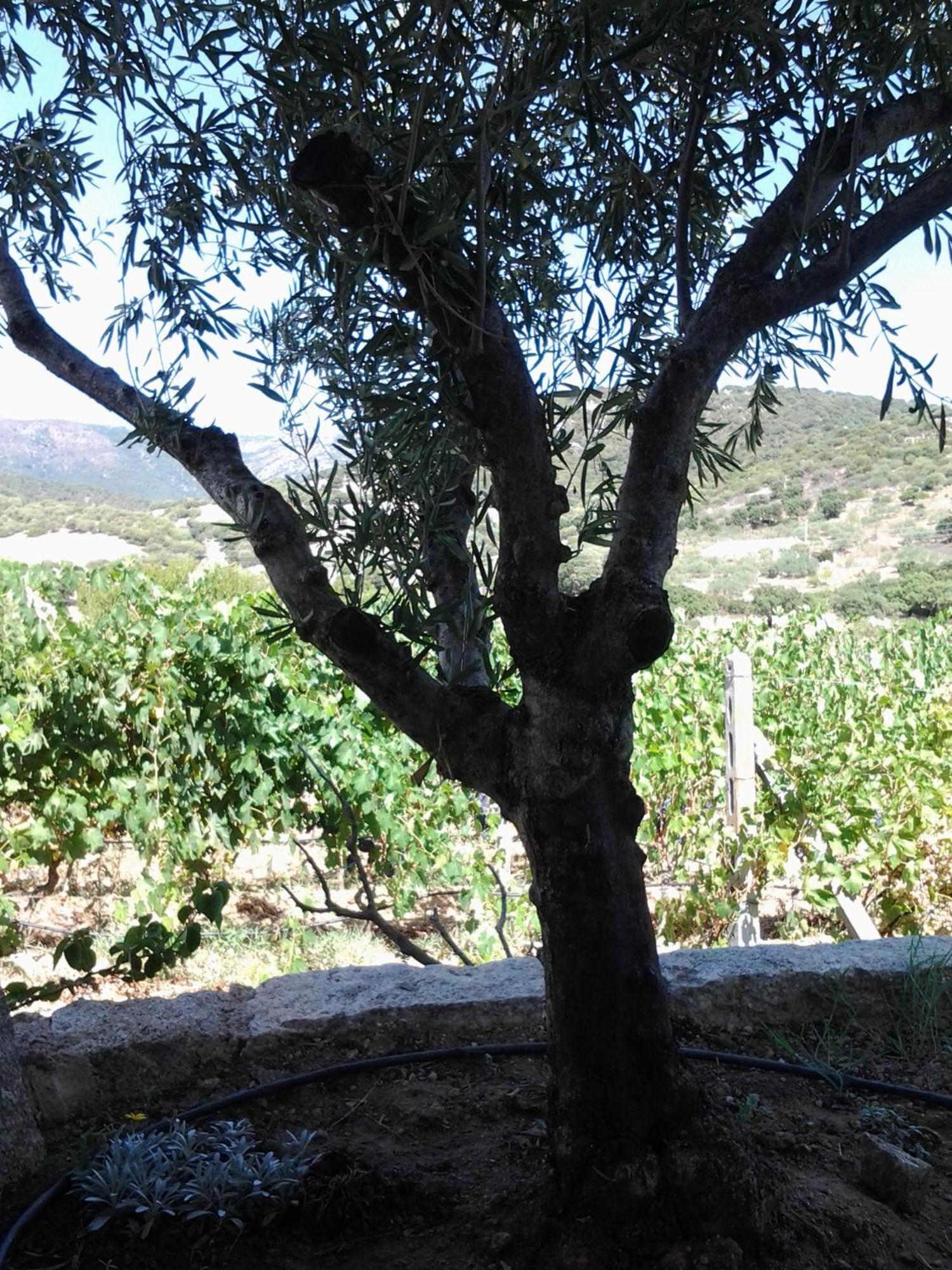 Agriturismo B&B Domo De Resteblas 贝尔基达 外观 照片