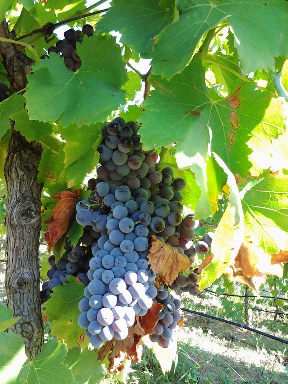 Agriturismo B&B Domo De Resteblas 贝尔基达 外观 照片