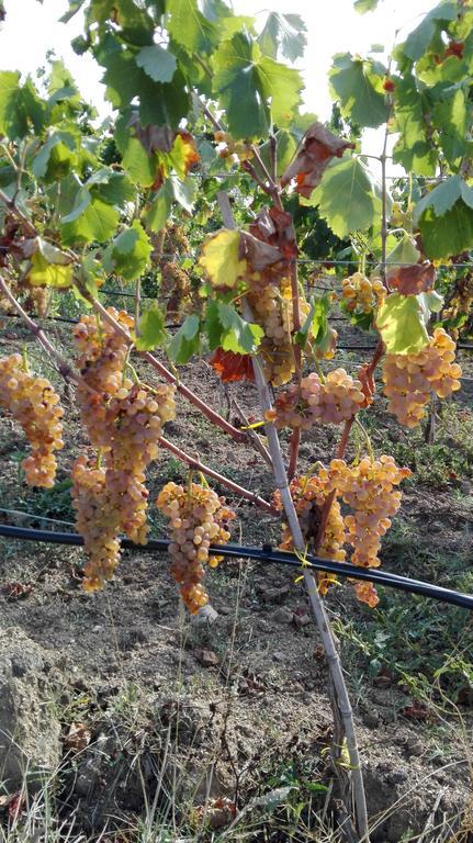 Agriturismo B&B Domo De Resteblas 贝尔基达 外观 照片
